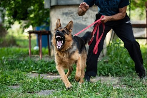 German shepard on leash barked and showing teeth